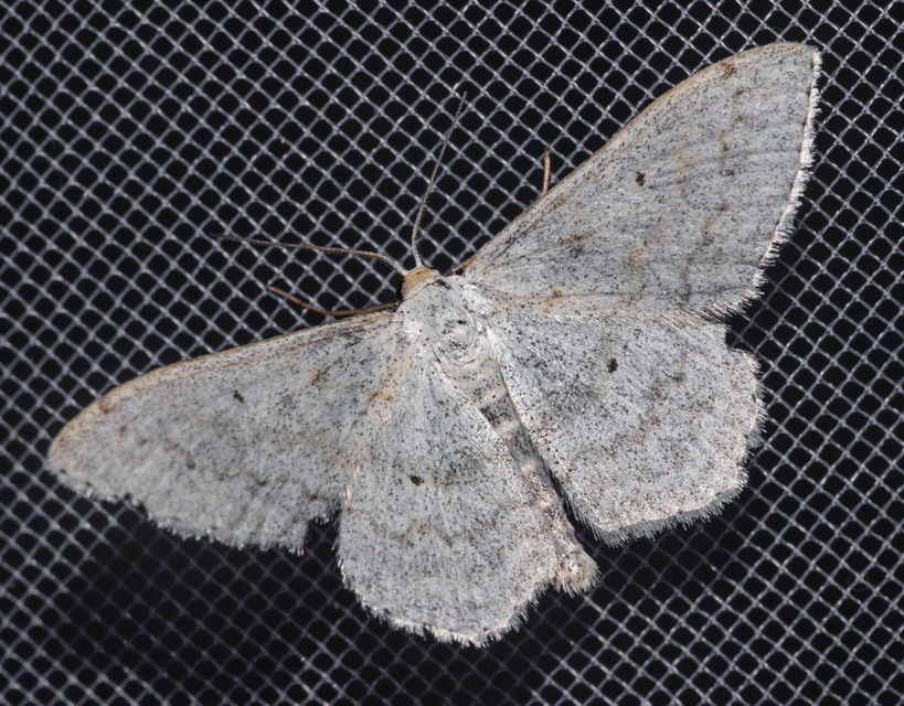 Scopula incanata - hamvas sávosaraszoló