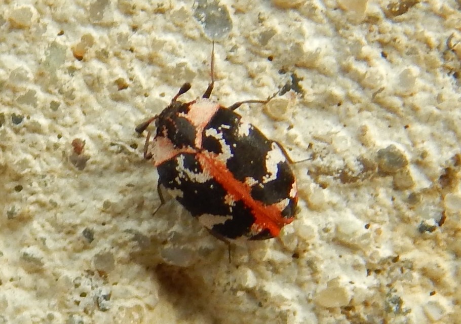 Anthrenus scrophulariae - nagy múzeumbogár