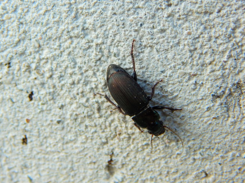 Harpalus distinguendus - mezei lomhafutó