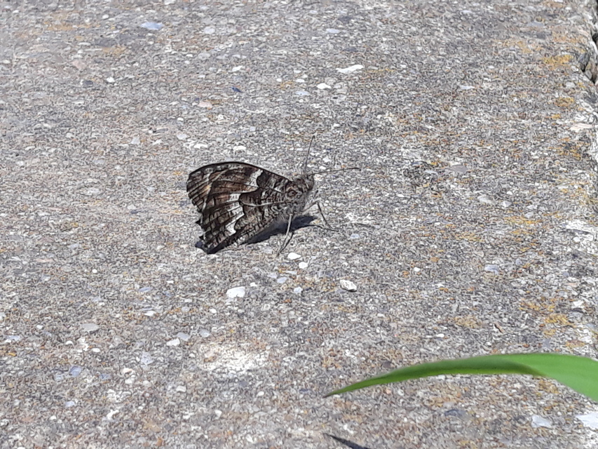 Hipparchia semele - barna szemeslepke