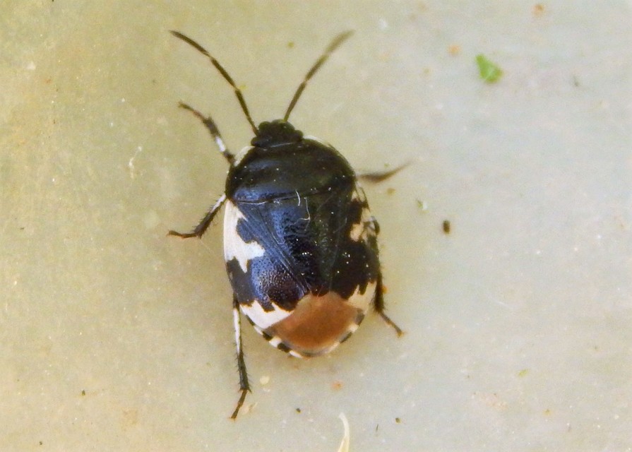 Tritomegas bicolor - foltos földipoloska