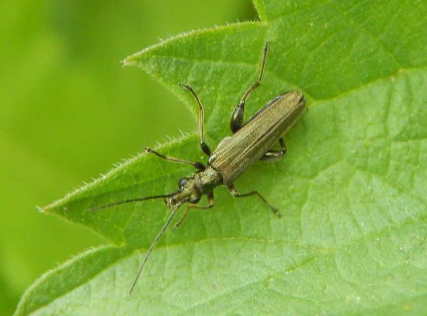 Oedemera