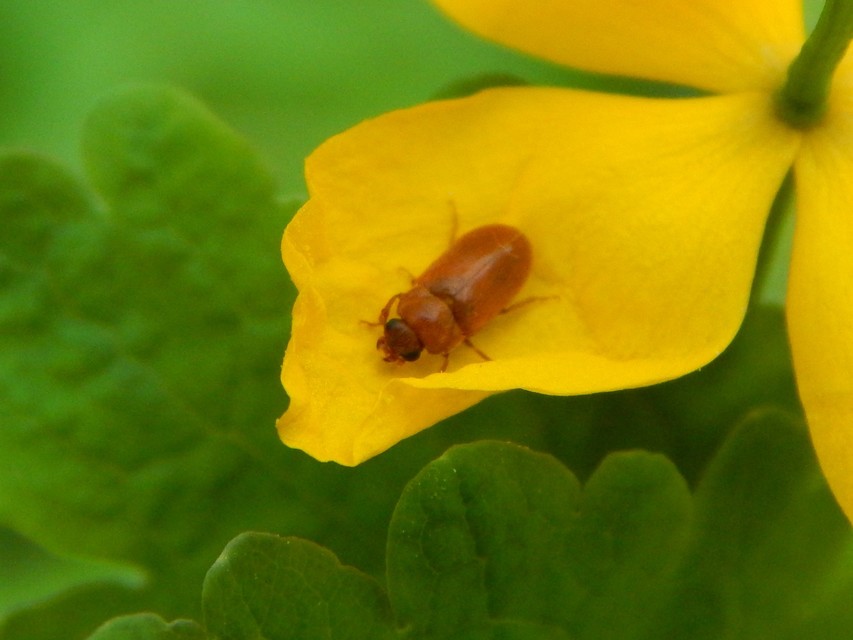 Byturus ochraceus - gyömbérgyökérbogár