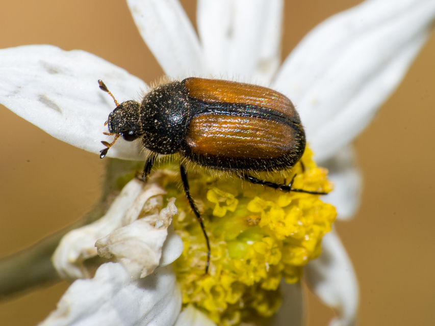 Omaloplia nigromarginata - szegélyes kiscserebogár