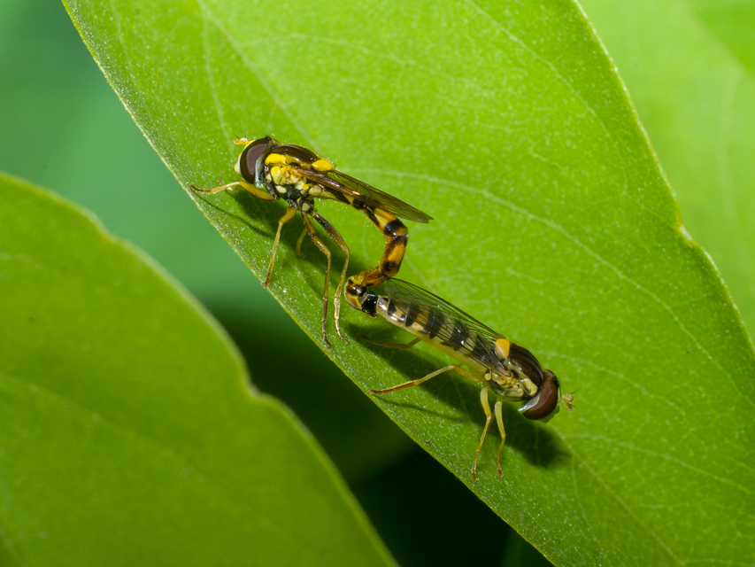 Sphaerophoria scripta - tarka darázslégy