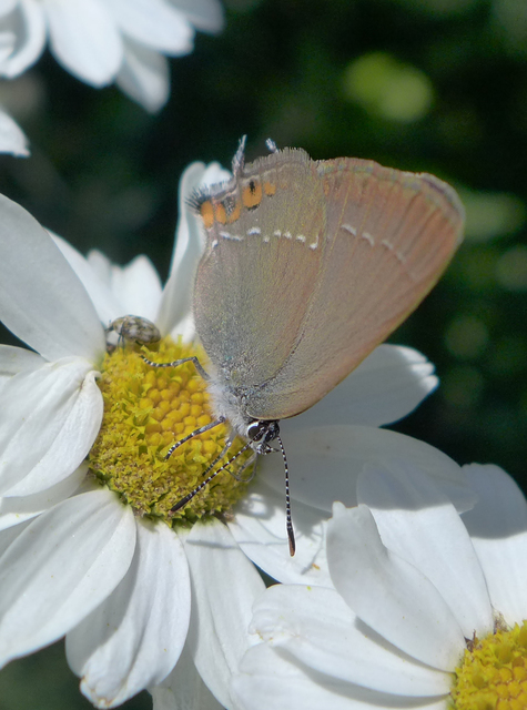 Satyrium acaciae - akác-csücsköslepke