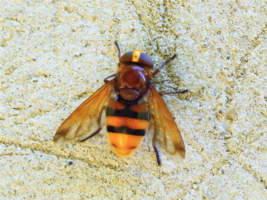 Volucella zonaria - kétöves pihelégy
