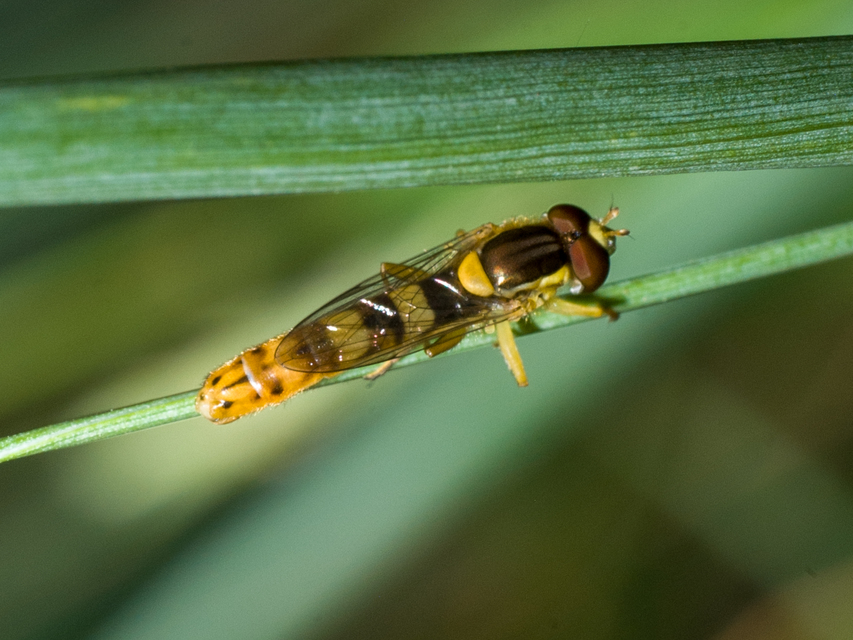 Sphaerophoria scripta - tarka darázslégy