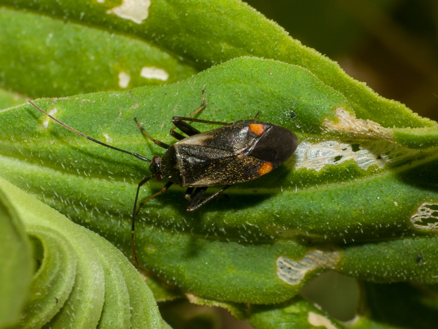Adelphocoris seticornis - szegélyes mezeipoloska