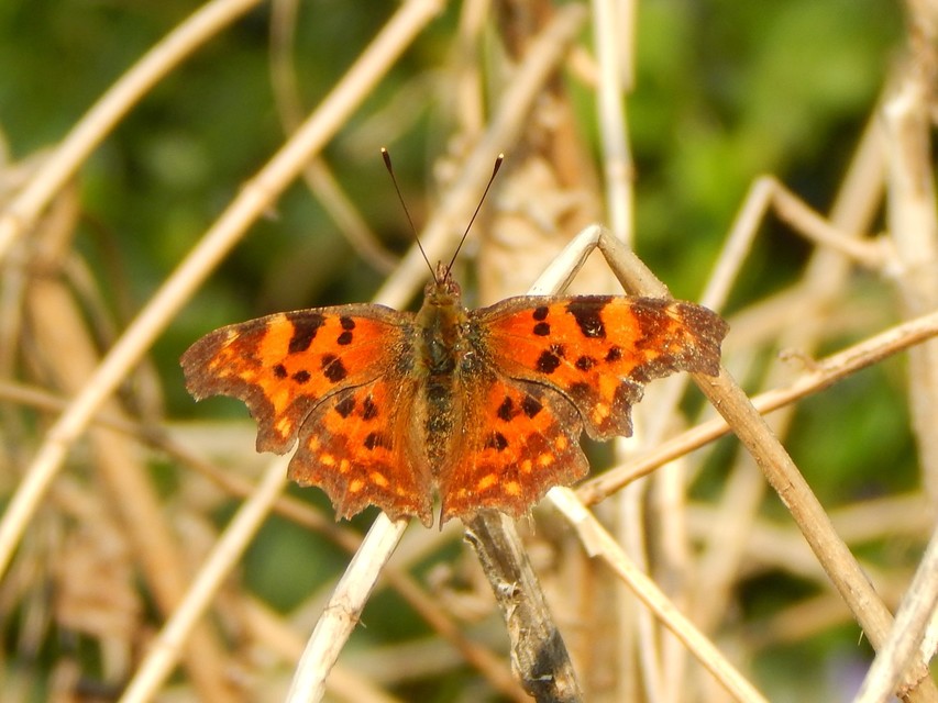 Nymphalis c-album - C-betűs lepke