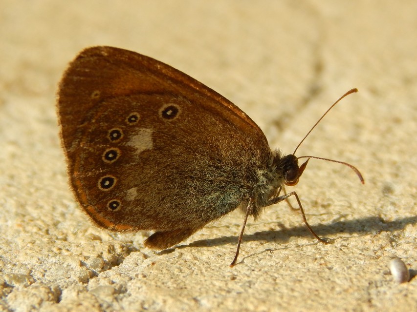Coenonympha glycerion - közönséges szénalepke
