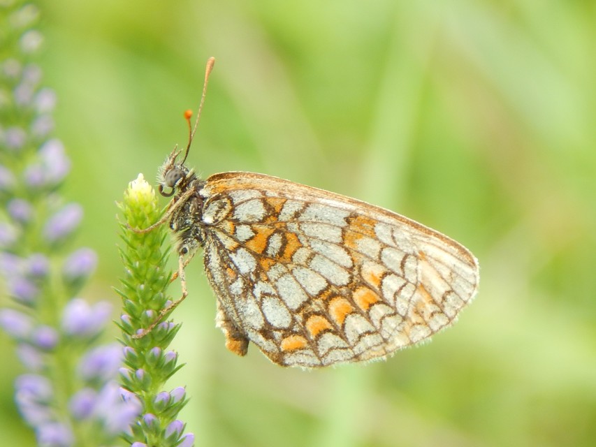 Melitaea athalia - közönséges tarkalepke