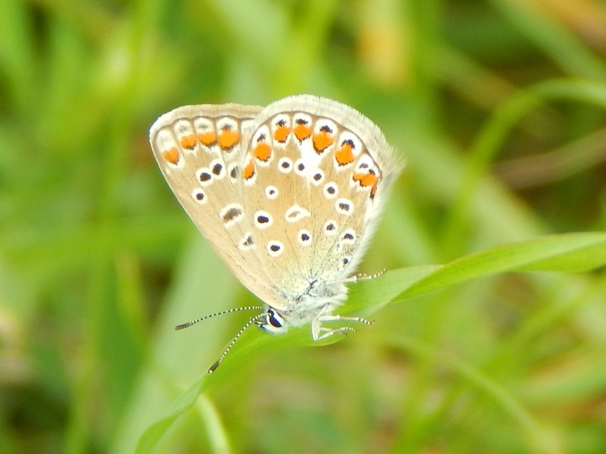Polyommatus icarus - közönséges boglárka
