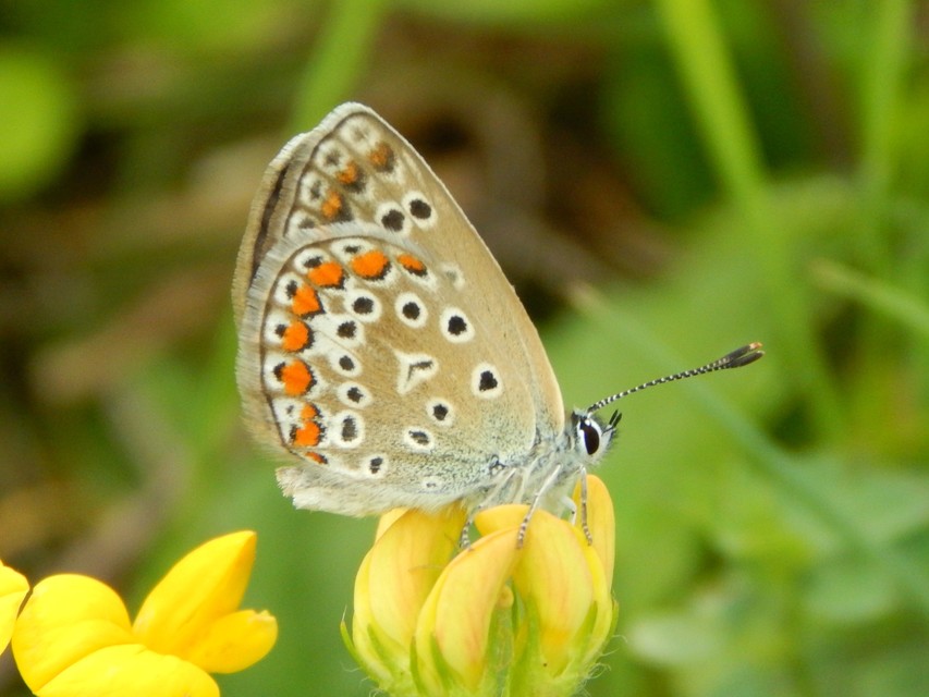 Polyommatus icarus - közönséges boglárka