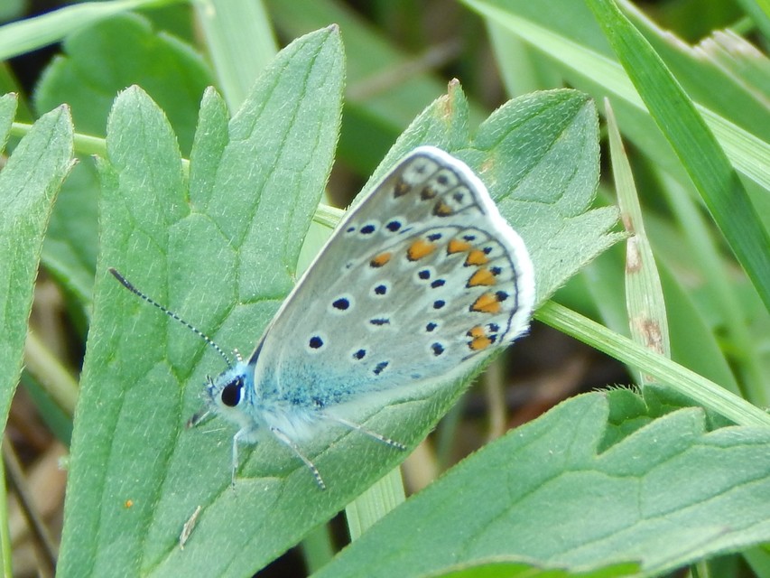 Polyommatus icarus - közönséges boglárka