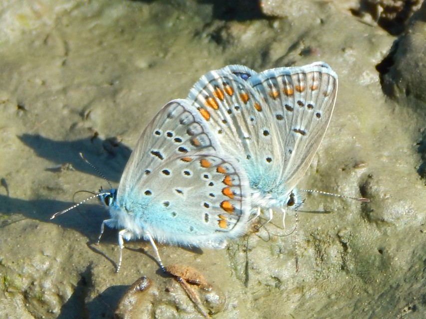 Polyommatus icarus - közönséges boglárka