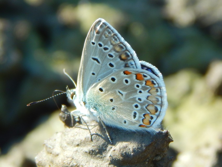 Polyommatus icarus - közönséges boglárka