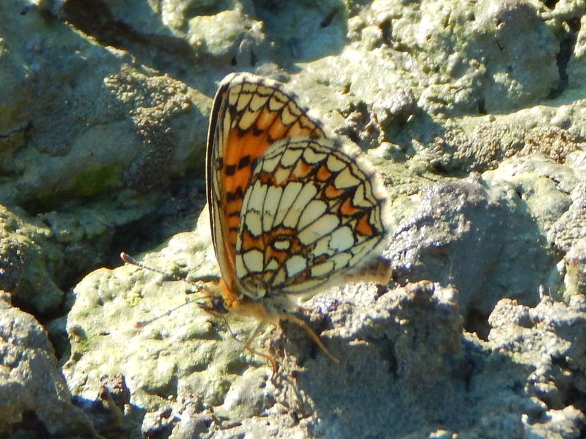 Melitaea athalia - közönséges tarkalepke