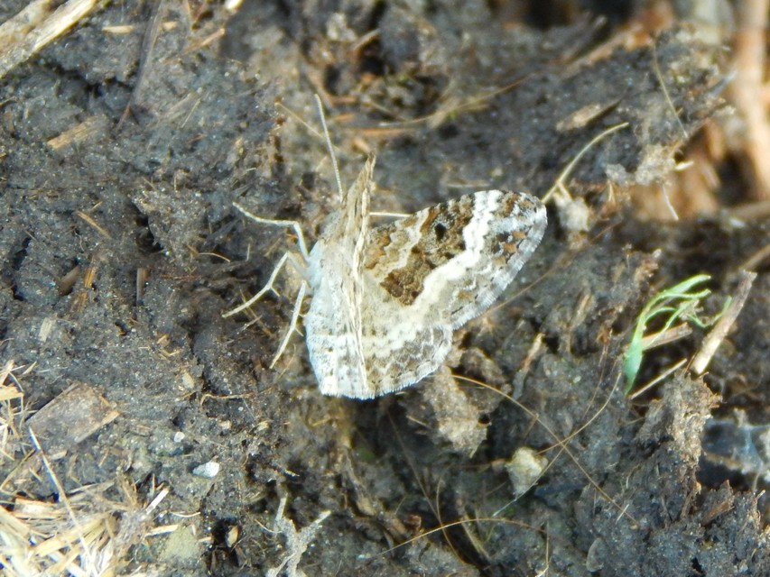 Epirrhoe alternata - galaj-tarkaaraszoló