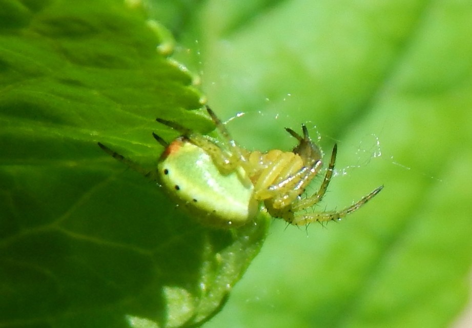 Araniella