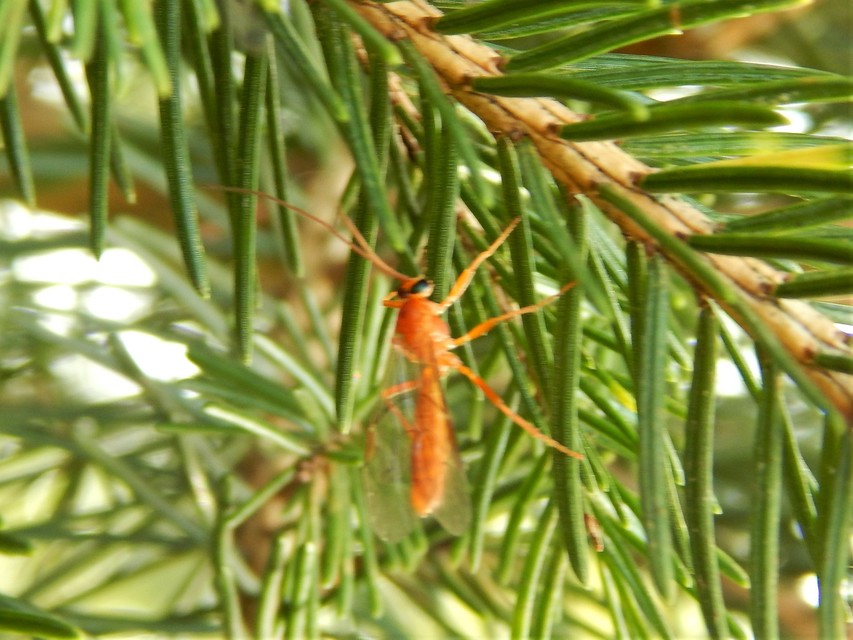 Hymenoptera - Hártyásszárnyúak