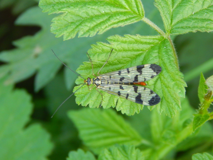 Panorpa communis/vulgaris