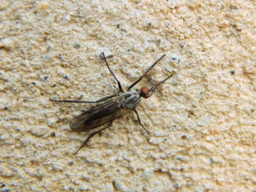 Empididae - táncoslegyek