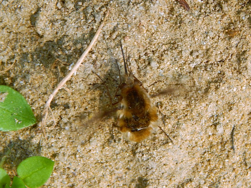 Bombylius