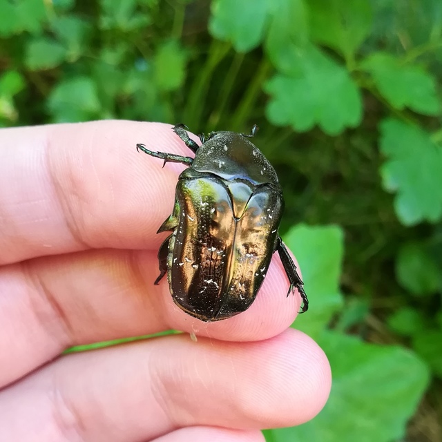 Protaetia marmorata - márványos virágbogár