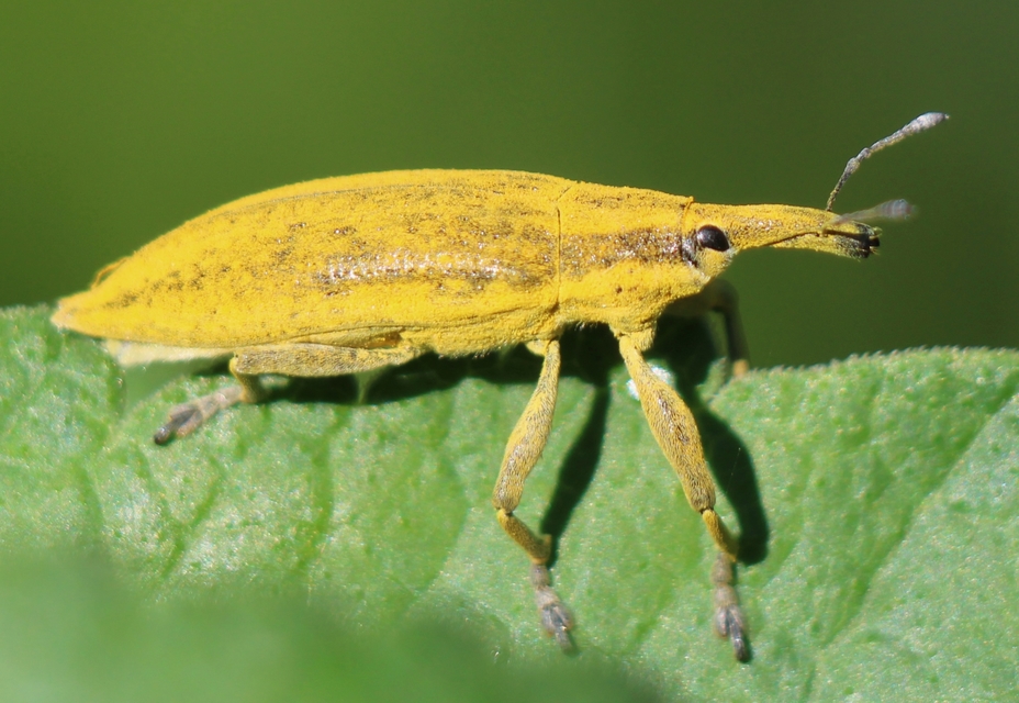 Lixus iridis - bürökfúró dudvabarkó