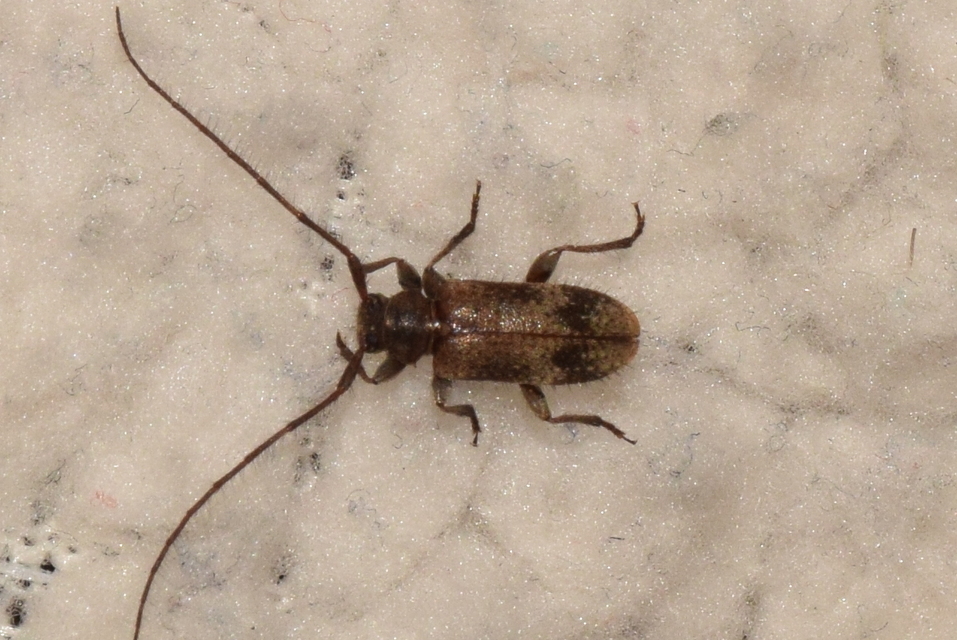 Exocentrus adspersus - tölgyfa-rőzsecincér