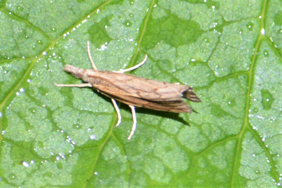 Pediasia contaminella - mocskos fűgyökérmoly