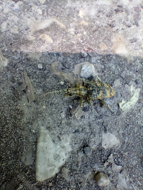 Rhagium sycophanta - tölgyes-tövisescincér