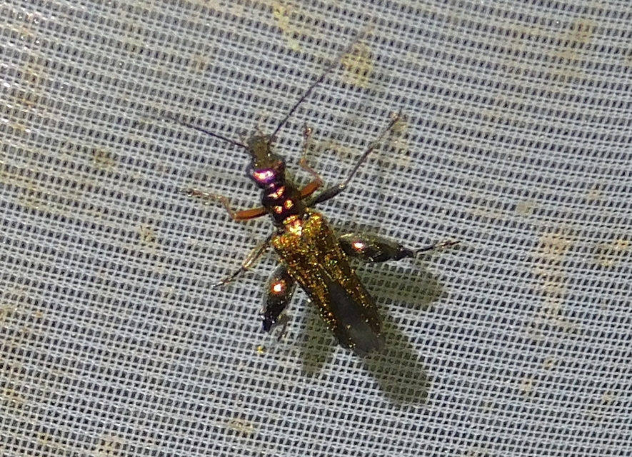 Oedemera flavipes - sárgalábú álcincér Oedemera flavipes - sárgalábú álcincér