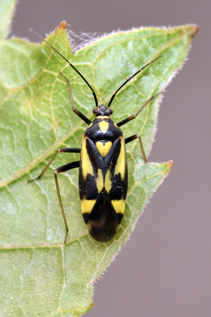 Grypocoris sexguttatus - hatpettyes díszpoloska Grypocoris sexguttatus - hatpettyes díszpoloska
