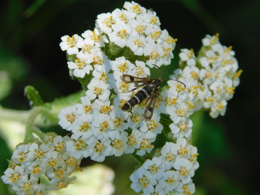 Sesiidae - szitkárfélék