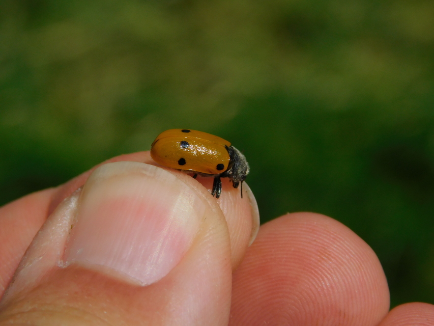 Lachnaia sexpunctata - szőrösnyakú zsákhordóbogár