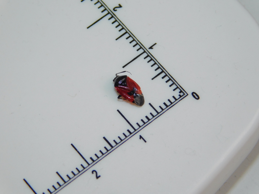 Deraeocoris rutilus - cinóber mezeipoloska
