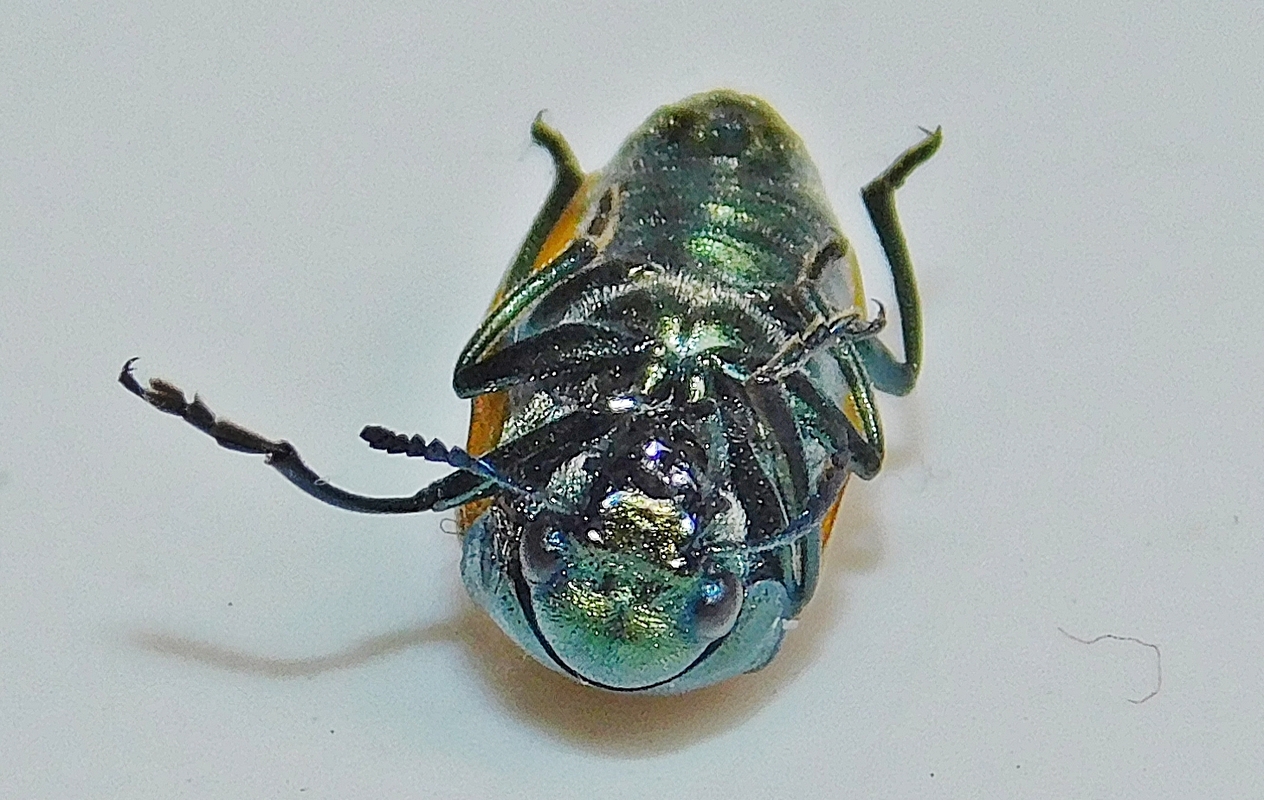 Labidostomis axillaris - fényesnyakú zsákbogár