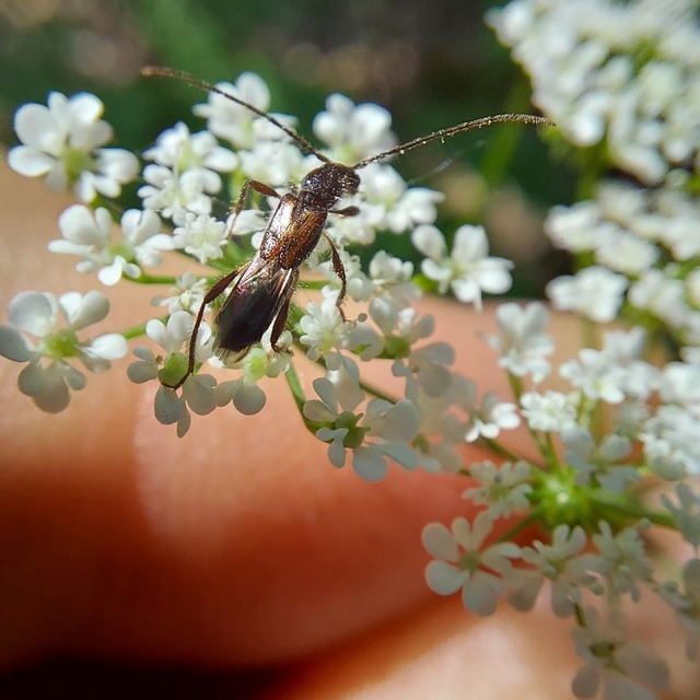 Molorchus umbellatarum - foltoslábú légycincér