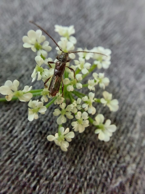 Molorchus umbellatarum - foltoslábú légycincér