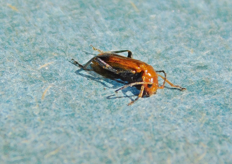 Phyllobrotica adusta - pusztai karcsú-olajosbogár