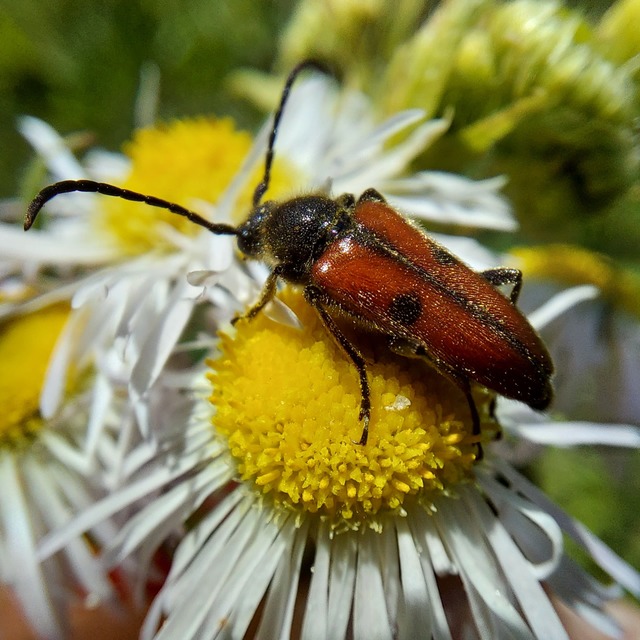 Vadonia unipunctata - kétpettyes virágcincér