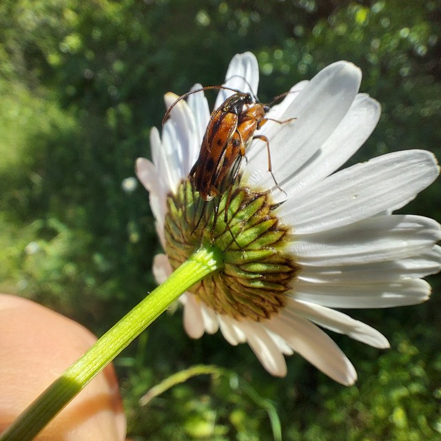Stenurella septempunctata - hétpettyes karcsúcincér