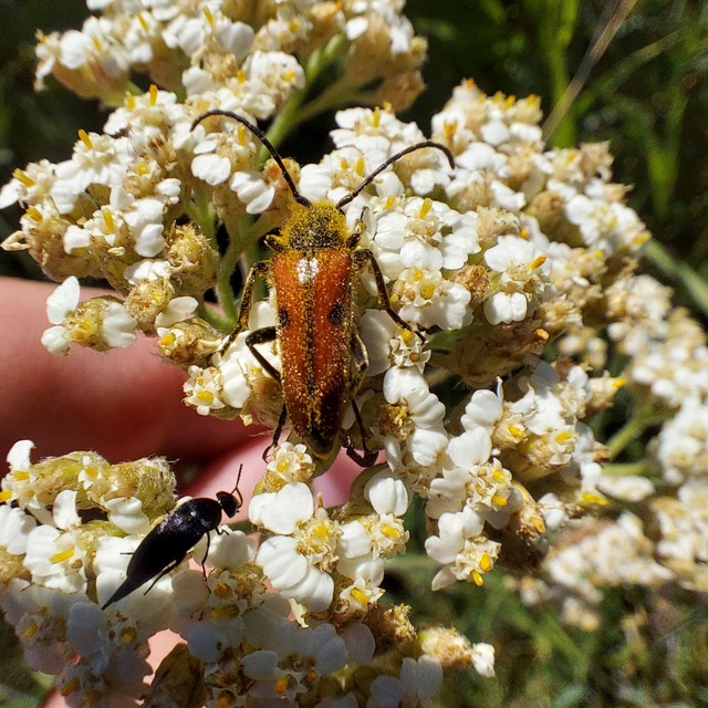 Vadonia unipunctata - kétpettyes virágcincér