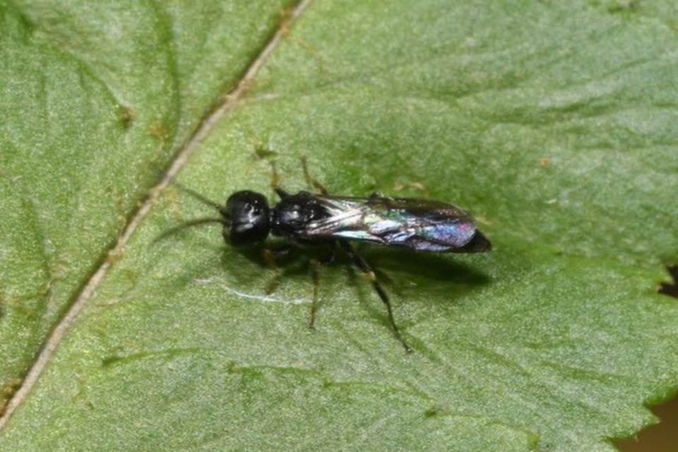 Pemphredonidae