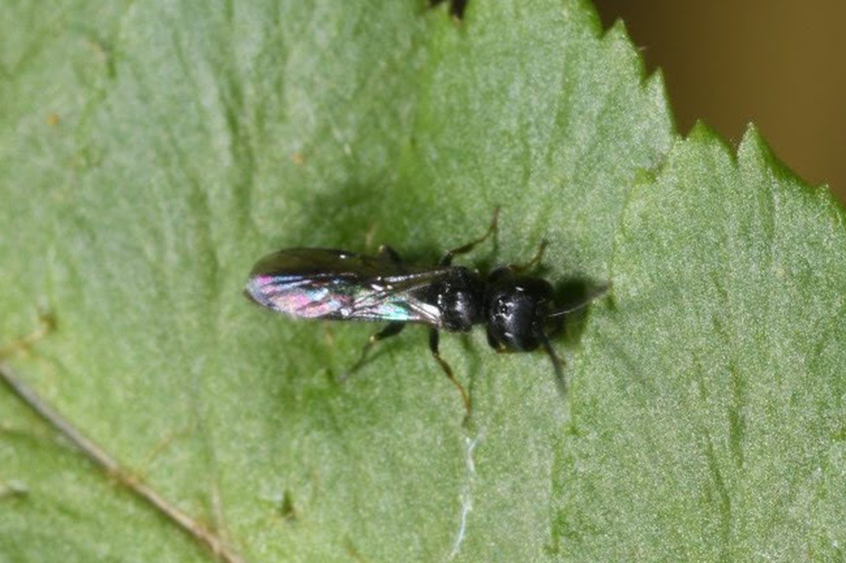 Pemphredonidae