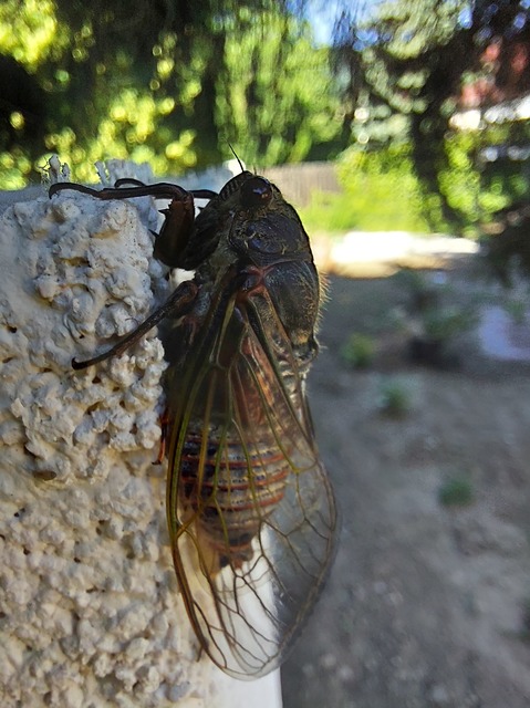 Tibicina haematodes - óriás-énekeskabóca