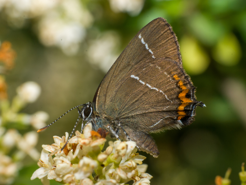 Satyrium w-album - szilfa-csücsköslepke