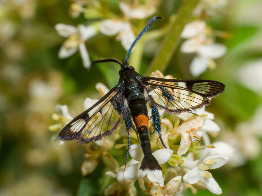 Synanthedon myopaeformis - almafaszitkár